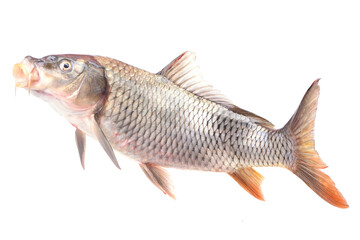Fish carp isolated on white background