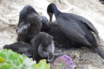 Black blue eyed cormorants in la jolla cove san diego california