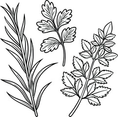 Hand Drawn Herb Illustration ? Black and White Line Art