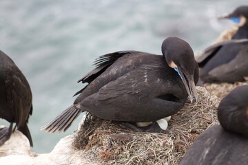 Black Blue Cormorant bird mom protecting eggs in nest at la jolla cove san diego california