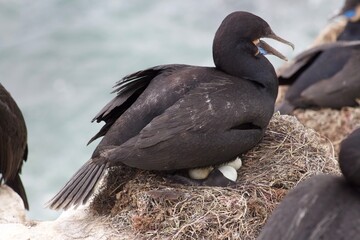 Black Blue Cormorant bird mom protecting eggs in nest at la jolla cove san diego california