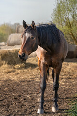 Fototapeta premium Beautiful brown horse standing on farm during sunny day. Horse appears relaxed, with it's mane slightly tousled by wind. The background included hay bales and trees, evoking peaceful rural atmosphere