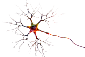 Colorful neuron showing dendrites and axon terminals on transparent background PNG