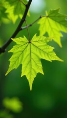 Vibrant, newly unfurled maple leaves, spring green , maple leaf, sugar maple