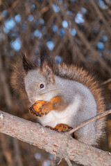 The squirrel with nut sits on tree in the winter or late autumn