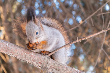 The squirrel with nut sits on tree in the winter or late autumn