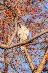 A Eurasian sparrowhawk perched on a branch of a tree outdoors.