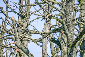arbre taillé printemps climat environnement