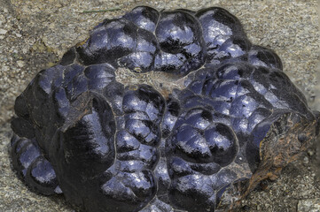 botryoidal hematite mineral featuring distinctive glossy, black and bluish surfaces with rounded...