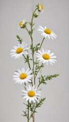 Fototapeta premium Crisp chamomile stem, stark white background, fine detail, flower, fresh, bloom