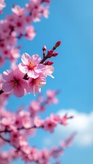 Obraz premium Pink cherry blossom branch, vibrant blue sky backdrop, cherry tree, photography