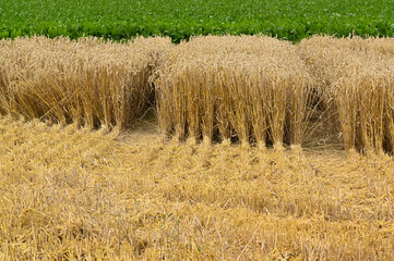 Golden wheat field partly harvested in agricultural landscape with harvested ears of wheat.