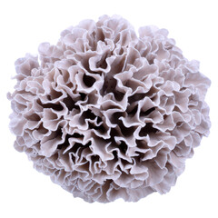 Intricate Close-Up of Soft Coral Structure with Ruffled Texture and Delicate Patterns, isolated on transparent background.