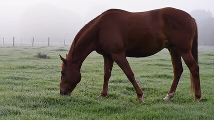 Chestnut Horse Grazing in Misty Morning Pasture - Powered by Adobe