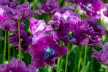 Obraz premium Selective focus of purple flower with green leaves, Tulips from a genus of spring-blooming perennial herbaceous bulbiferous geophytes, Natural background, Floral pattern, Tulip festival in Netherlands