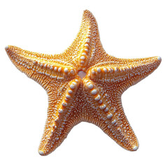 Starfish isolated on transparent background.