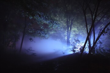 Fototapeta premium enigmatic paranormal forest glowing night landscape 