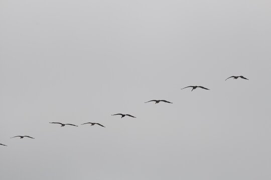 Line of birds flying in synchronicity in a formation in the sky in San Diego