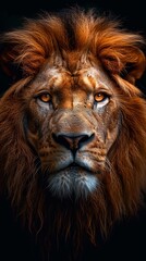 Fototapeta premium Majestic Lion Dark Background Portrait Strong intense gaze dramatic lighting