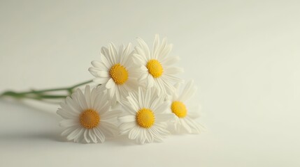 Charming cluster of fresh chamomile flowers with delicate white petals and vibrant bright yellow centers in a naturally arranged open field