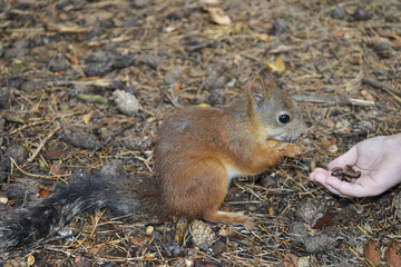 Squirrel taking pine nuts from human hand in natural forest setting showing interaction with wildlife and conservation awareness concept, feeding wild animals