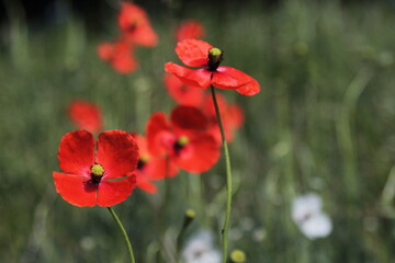 red poppy flowers