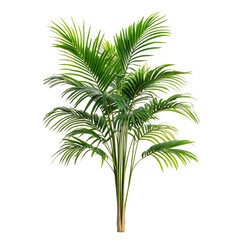 A Tropical Palm Plant with Long Arching Fronds Isolated on Transparent Background