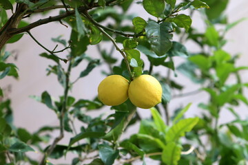 Citrus fruits are ripening in the city park.