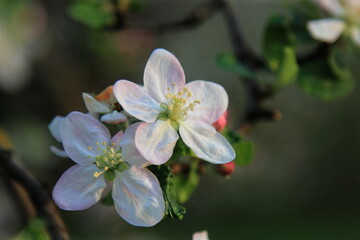 apple tree blossom