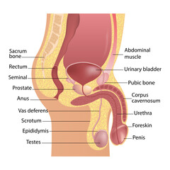 Educational diagram of male anatomy with vas deferens, penis, urethra, corpus cavernosum, testicle, and epididymis.