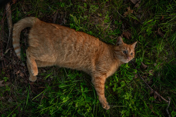 Red hair cat male in spring fresh evening in east Bohemia village