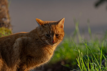 Red hair cat male in spring fresh morning in east Bohemia village