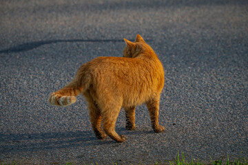 Red hair cat male in spring fresh morning in east Bohemia village