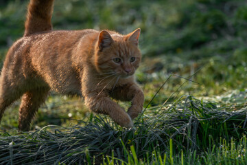 Red hair cat male in spring fresh morning in east Bohemia village