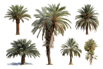 Collection of Six Palm Trees Isolated High-Resolution Images for Design Projects