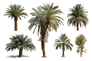 Collection of Six Palm Trees Isolated High-Resolution Images for Design Projects