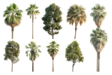 Fototapeta premium Collection of High-Resolution 3D Rendered Trees Palms, Deciduous, and More