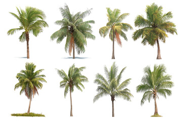 Fototapeta premium Collection of Tropical Coconut Palm Trees Isolated on White Background