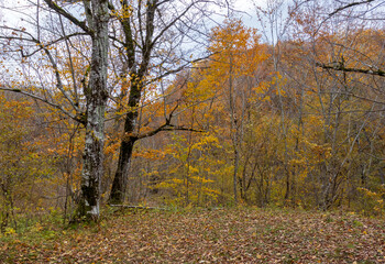 yellowing forest, the beginning of the autumn period in nature, views of the area, walking along a dirt road