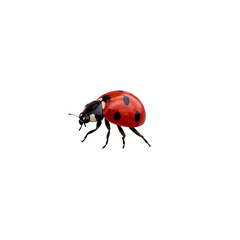 Ladybug isolated, Cutout 