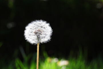 Fluffy Dandelion (Taraxacum officinale) balls in close-up against a black background in a natural setting.