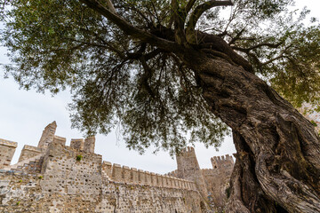 View of an old stone fortress wall framed by the branches of a weathered tree, symbolizing timelessness and cultural heritage in a natural setting...
