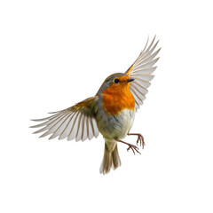 European robin Bird Flying Isolated on transparent background, PNG 