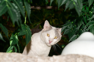 A domestic cat peered out from behind a tree branch