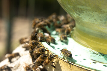 A group of bees gathered around a feeder, drinking from a liquid source (sugar water or honey) in a bright outdoor environment. Bees in a farm apiary drinking water.