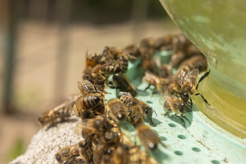 A group of bees gathered around a feeder, drinking from a liquid source (sugar water or honey) in a bright outdoor environment. Bees in a farm apiary drinking water.