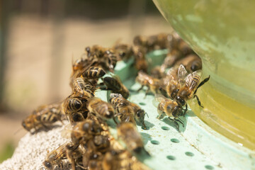 A group of bees gathered around a feeder, drinking from a liquid source (sugar water or honey) in a bright outdoor environment. Bees in a farm apiary drinking water.