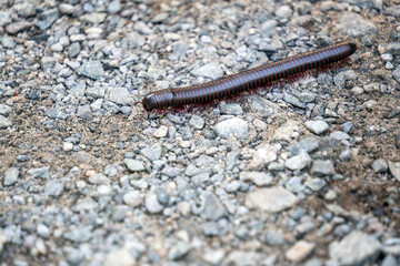 A millipede