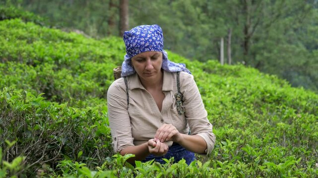 Female tea picker carefully selecting and plucking finest tea leaves from buhs on lush green hillside plantation in sri lanka, carrying traditional woven basket on back.