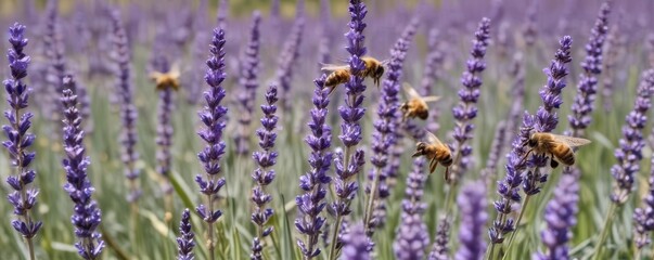 Obraz premium A close-up captures busy bees collecting nectar from fragrant lavender blossoms in a vibrant field , vibrant, nature